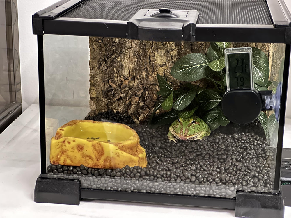 AWXZOM Mini Terarium verrou anti-échappement pour sécurité des petits reptiles
