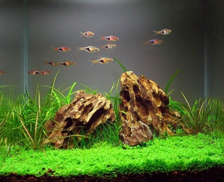 Décoration naturelle AWXZOM pour un aquascaping équilibré et esthétique.