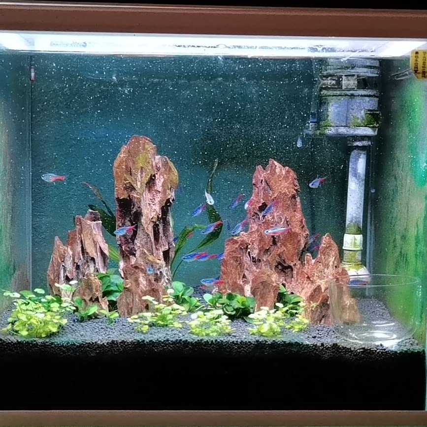 Habitat crevettes AWXZOM avec pierres offrant cachettes et espaces ombragés.
