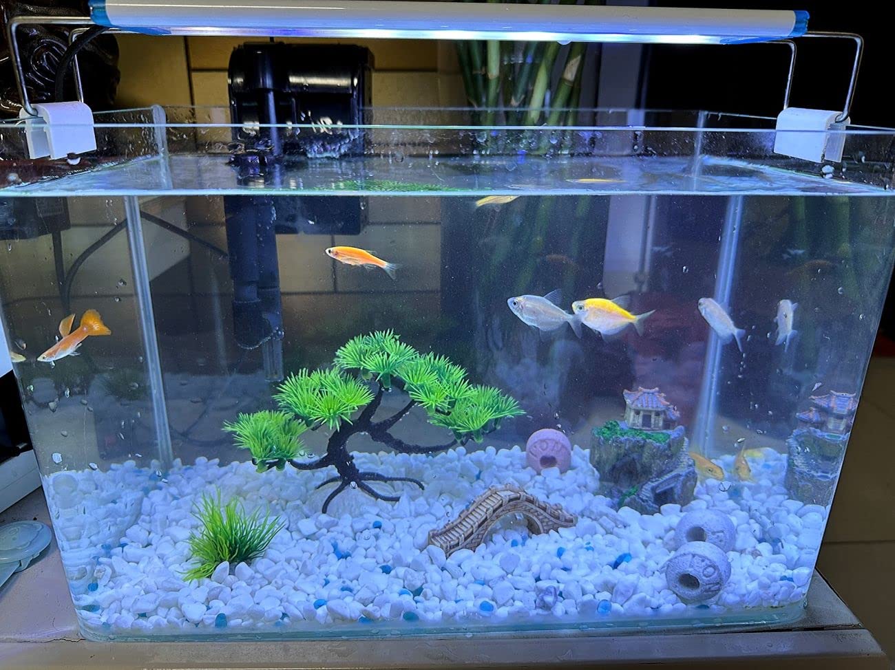 AWXZOM pont-poisson: zones d’exploration et jeu dans l’aquarium.