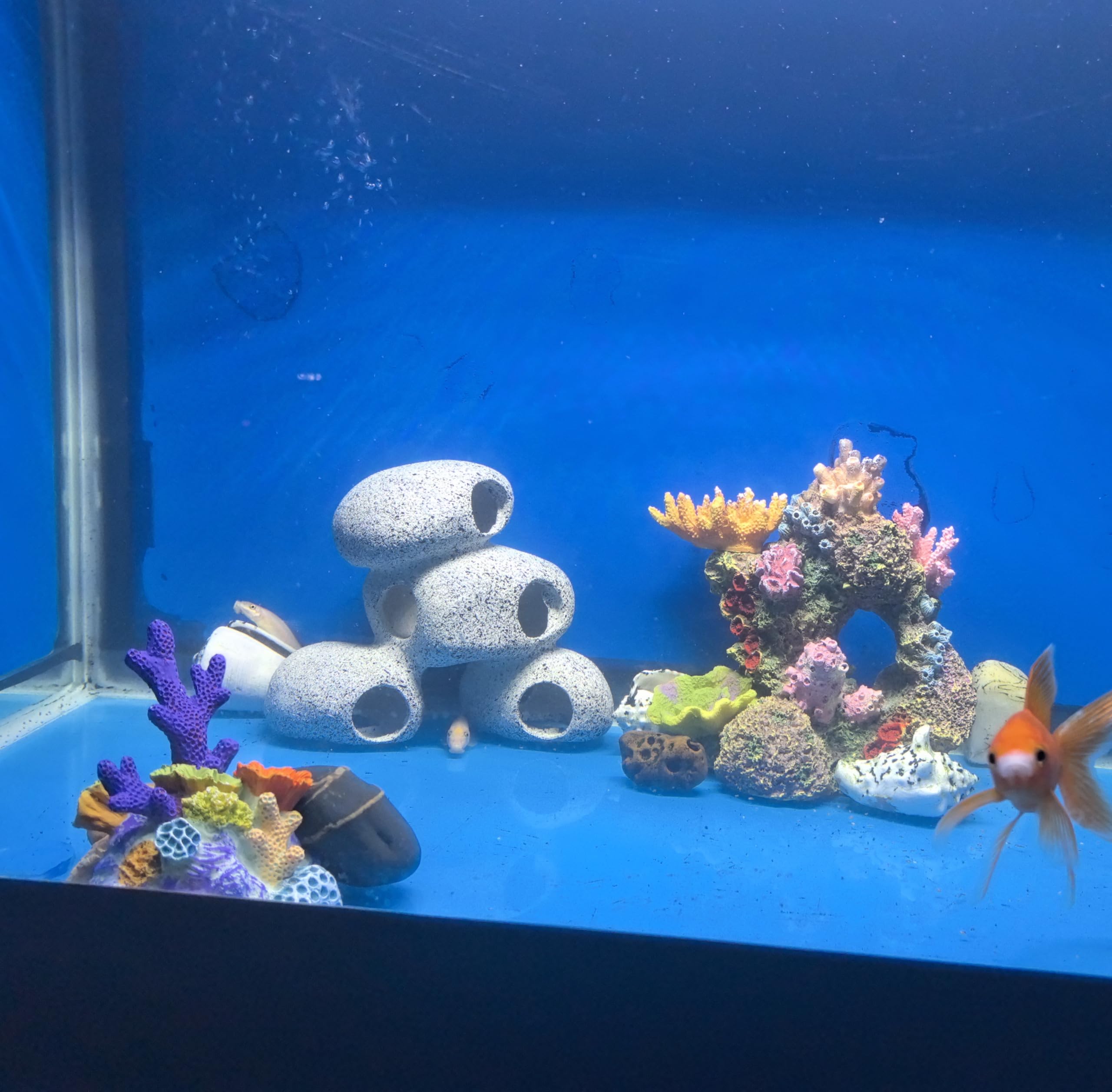 Refuge petit poisson Awxzom – abri sûr dans le bac.