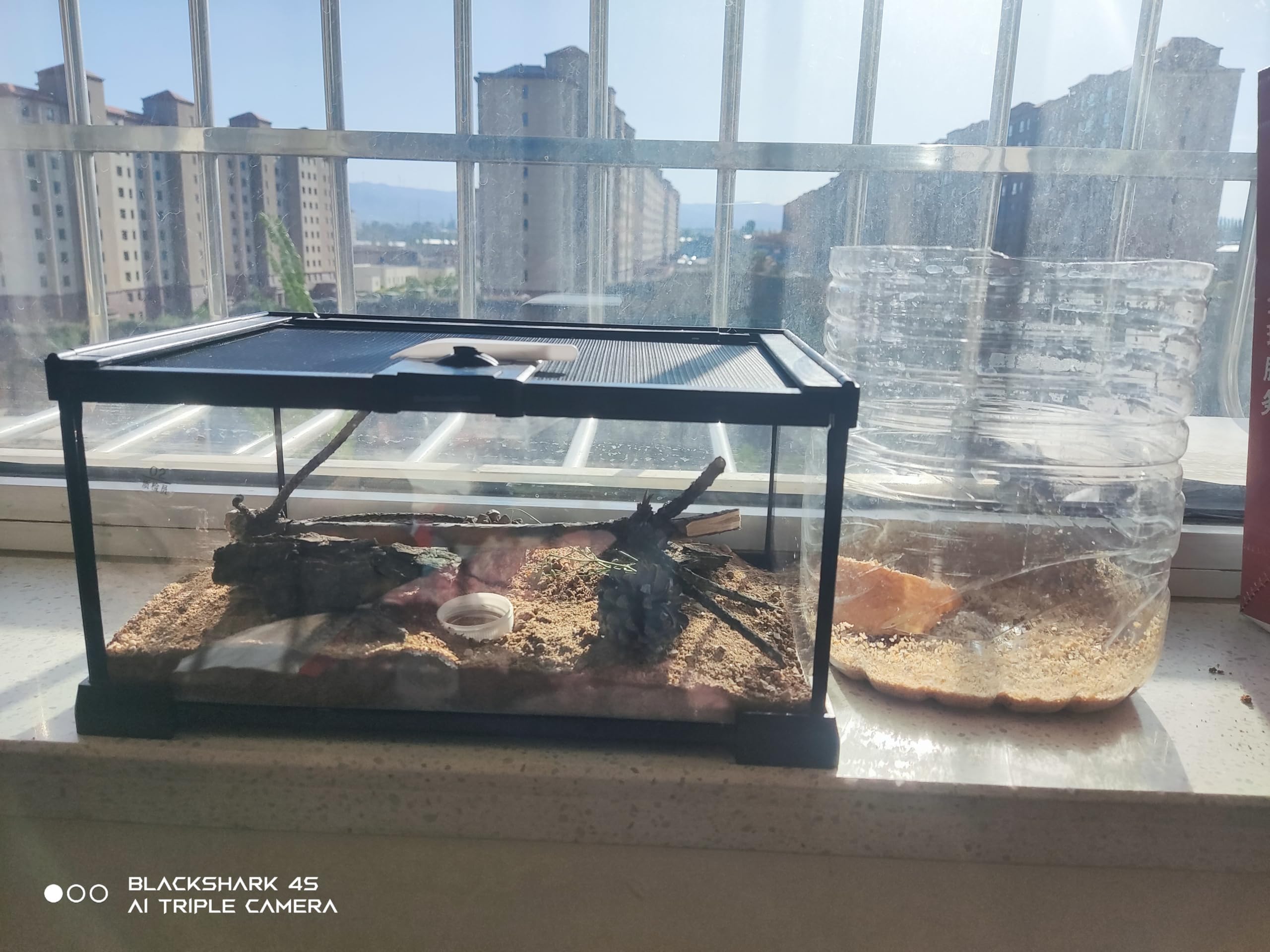 AWXZOM Terarium Mini - adapté à reptiles et amphibiens variés.
