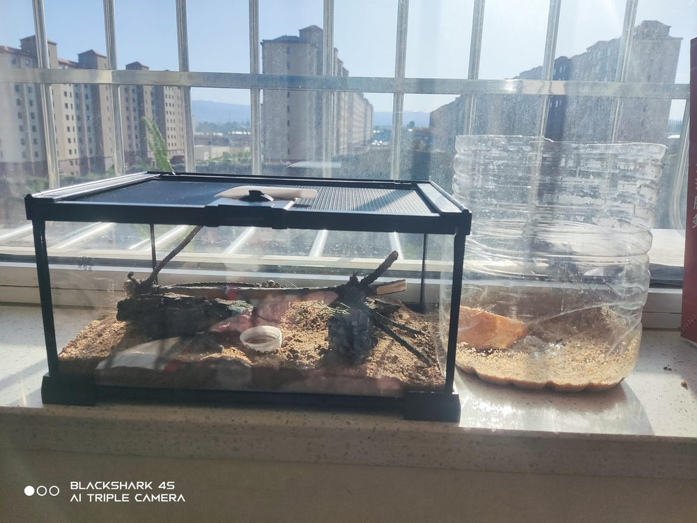 AWXZOM Terarium Mini - adapté à reptiles et amphibiens variés.