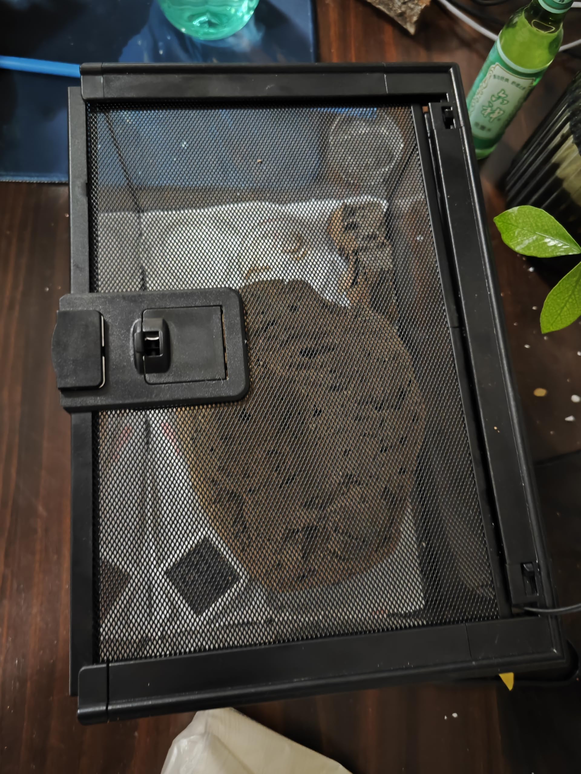 AWXZOM Terarium Mini - verre facile à nettoyer pour un entretien rapide.
