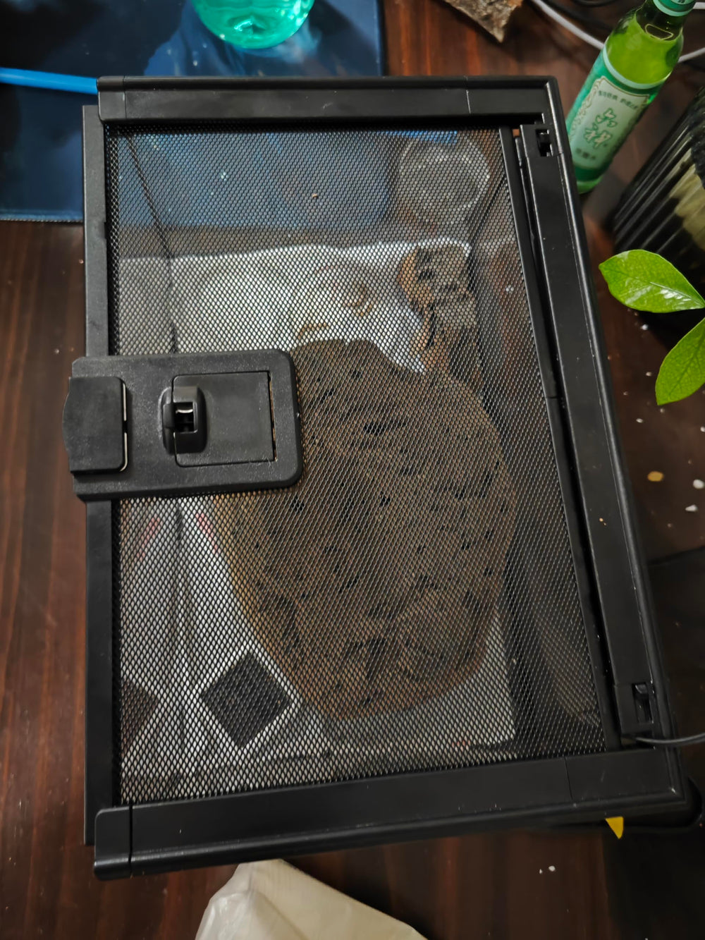 AWXZOM Terarium Mini - verre facile à nettoyer pour un entretien rapide.