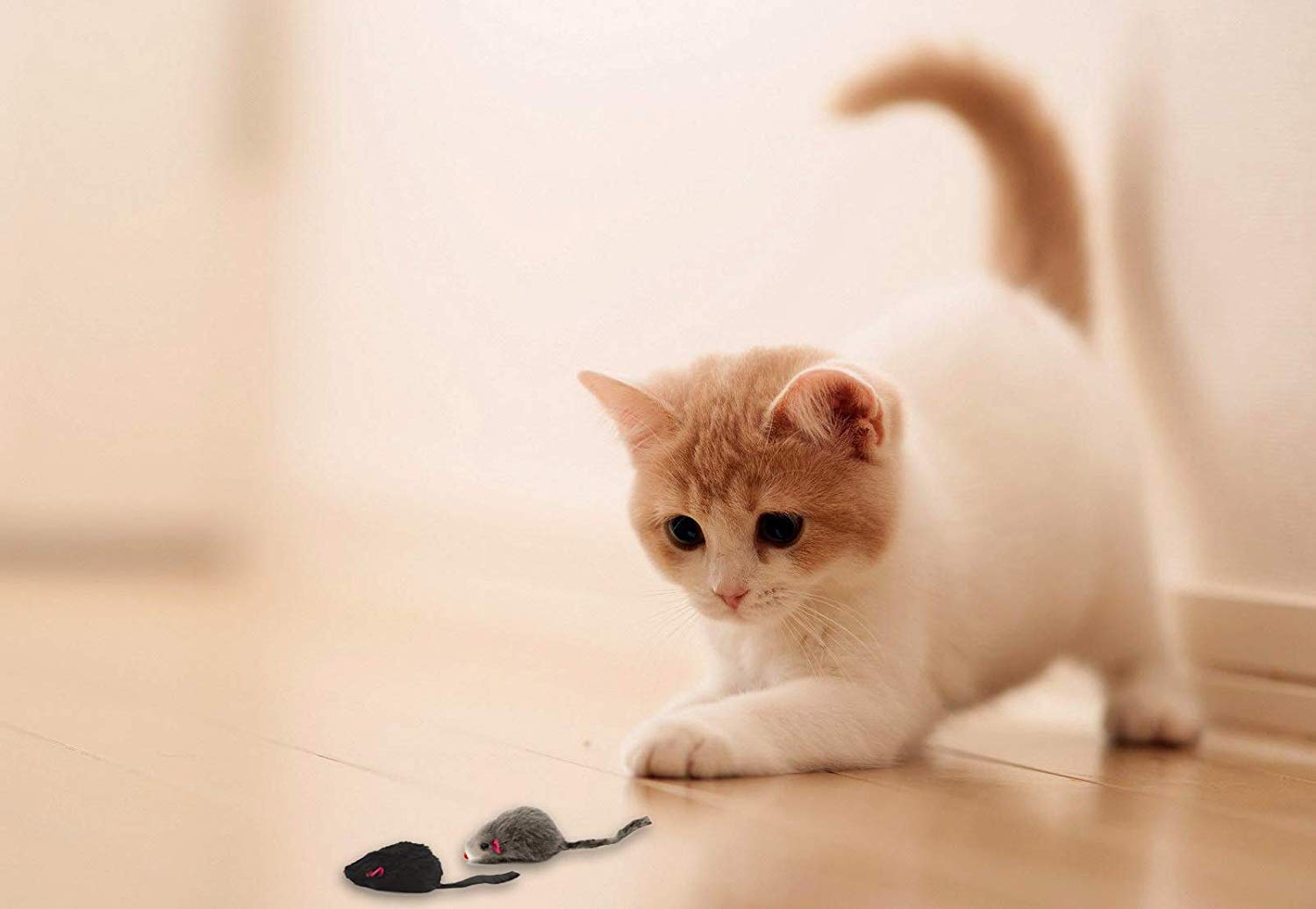 AXEL PETS : collection de trois couleurs noir, blanc et gris pour varier les sessions.