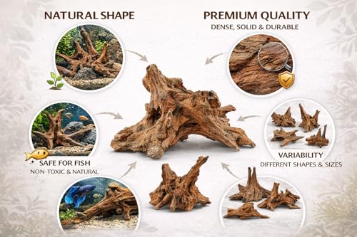 Azil bois flotté naturel parfait pour l'aquascaping et les projets faits maison.