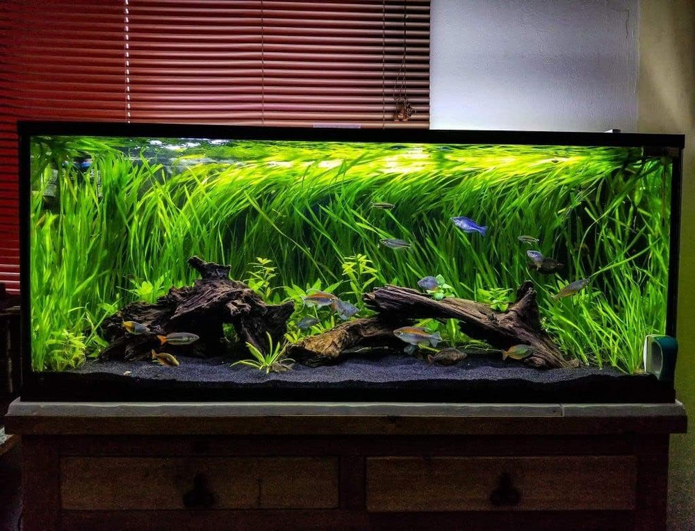 Azil bois flotté naturel facile à installer et prêt à immerger.