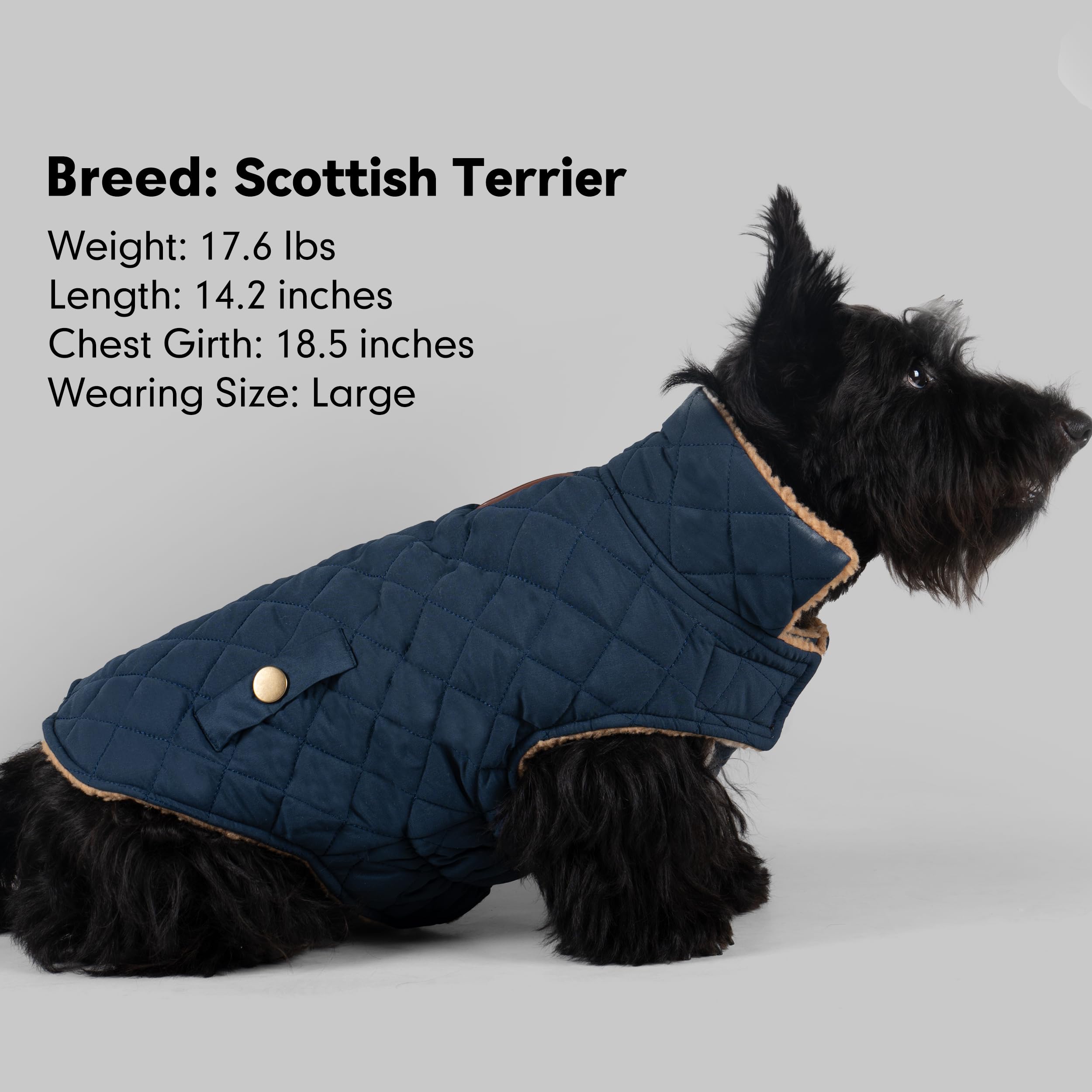 azuza manteau chien coloris bleu marine prêt pour l'hiver.