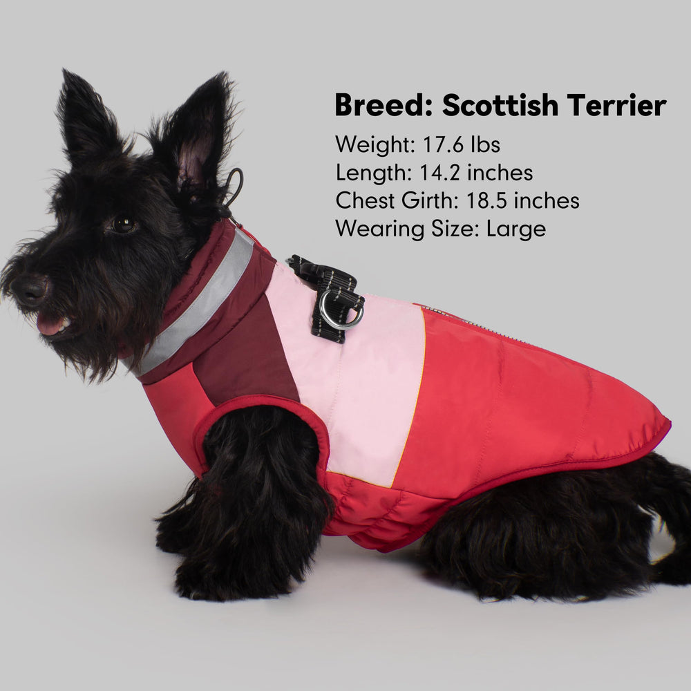 Veste Azuza pour chien: harnais intégré pour promenades sans tracas