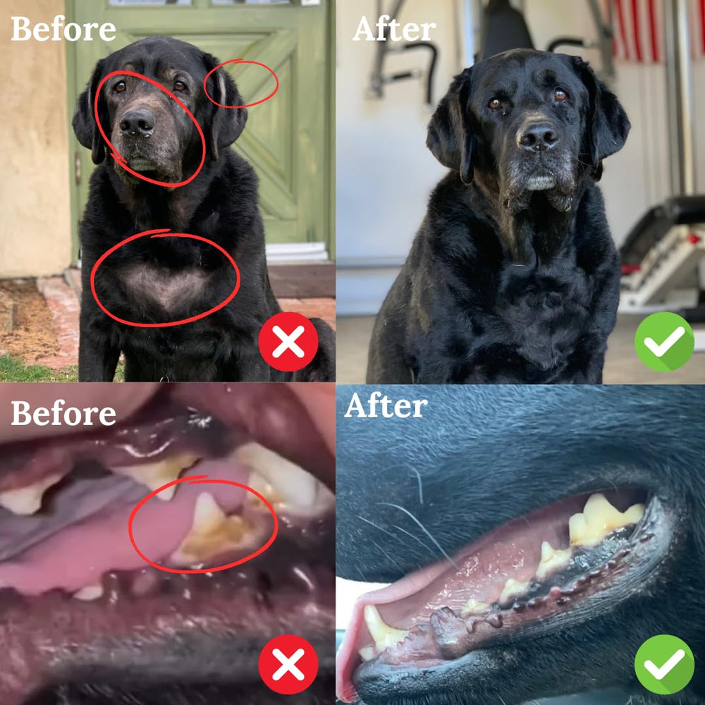 Back 40 Dogs — Cuillère-mesure pour doser la poudre d’algue, usage pratique et précis.