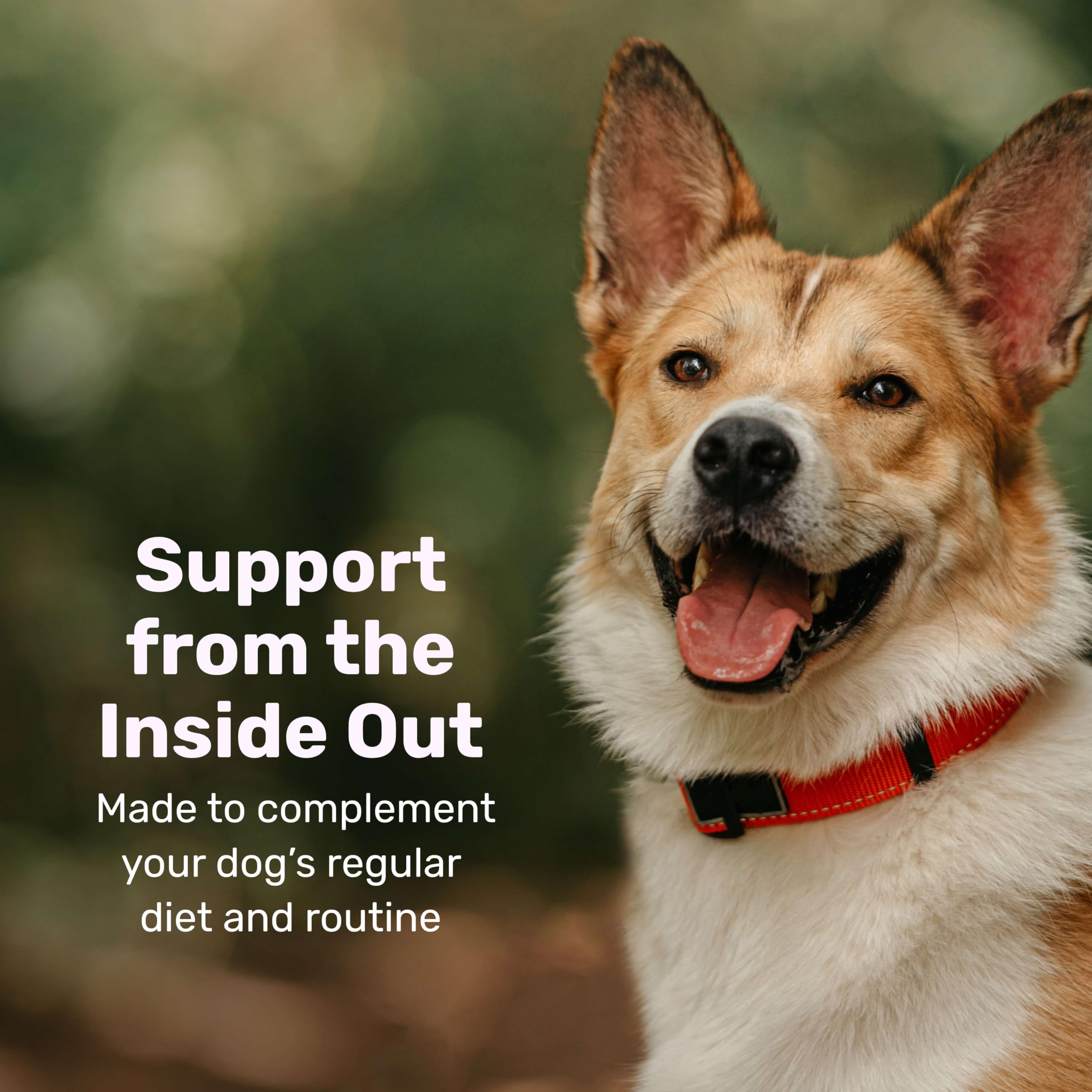 Antioxydants et super-aliments pour le quotidien des chiens actifs.
