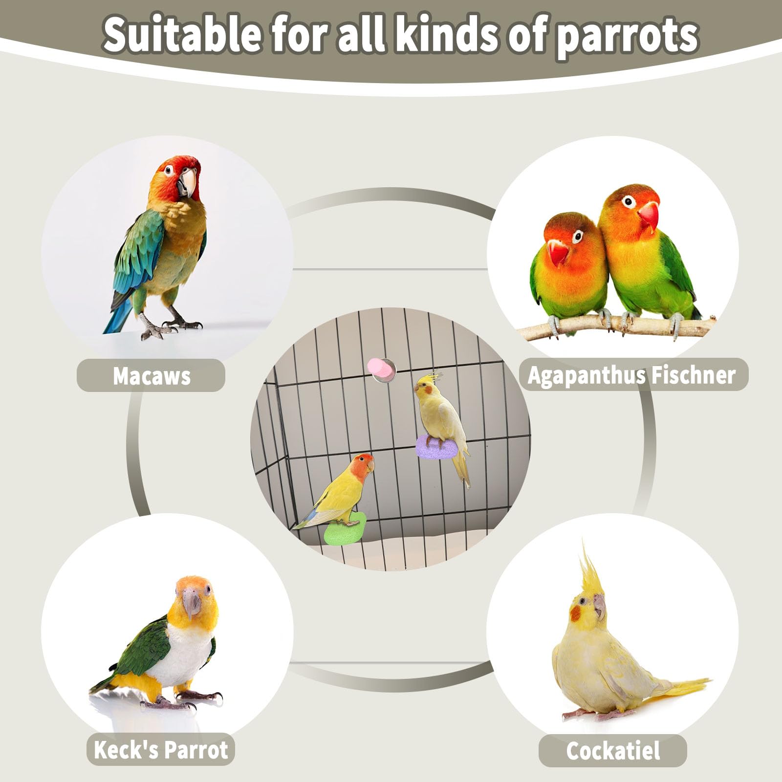 Baeruuss stimulation-behaviorale-jouet: encourage manipulation et interaction.