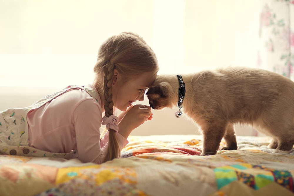Collier Baeuppit pour usage quotidien, sécurité et élégance du chat.