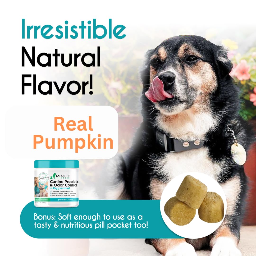 Balanced Breed Probiotics: suppléments anti‑levures chien, peau et oreilles saines.
