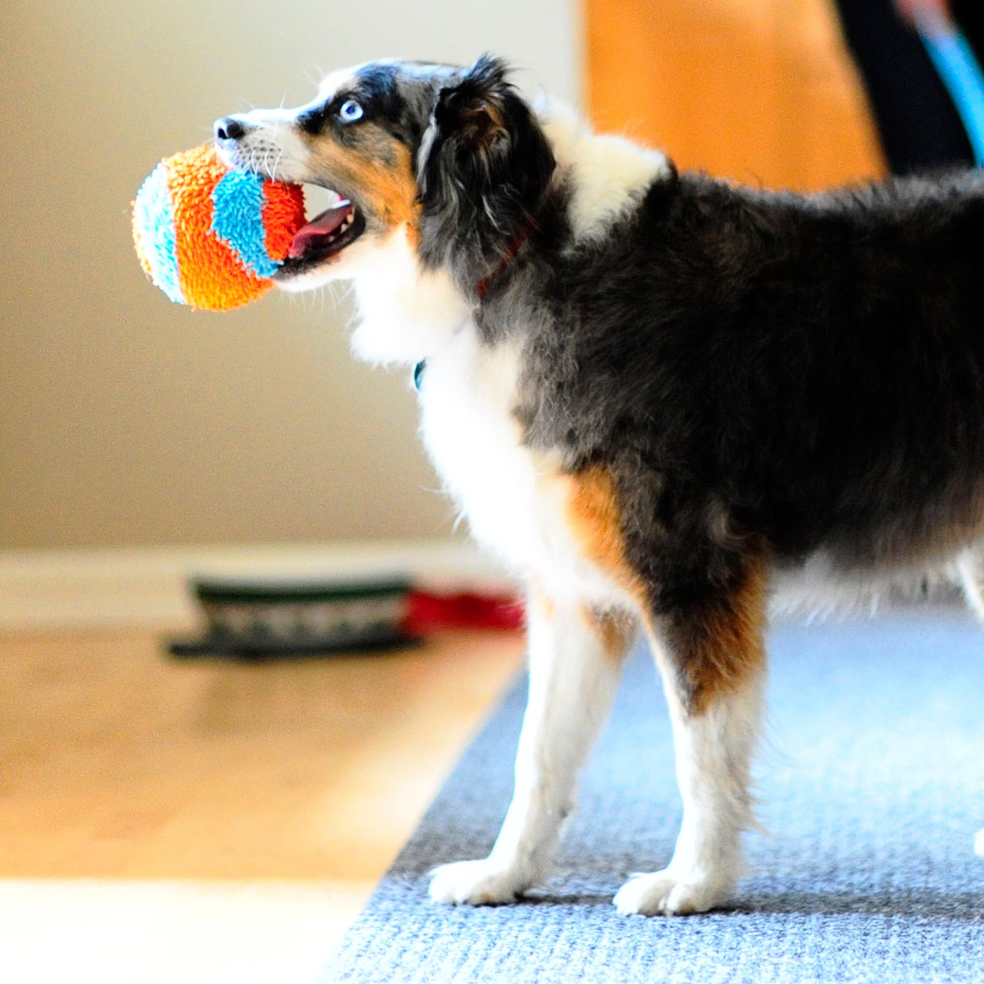 Ballon Chuckit de 12 cm, adapté aux petits chiens et chiots.