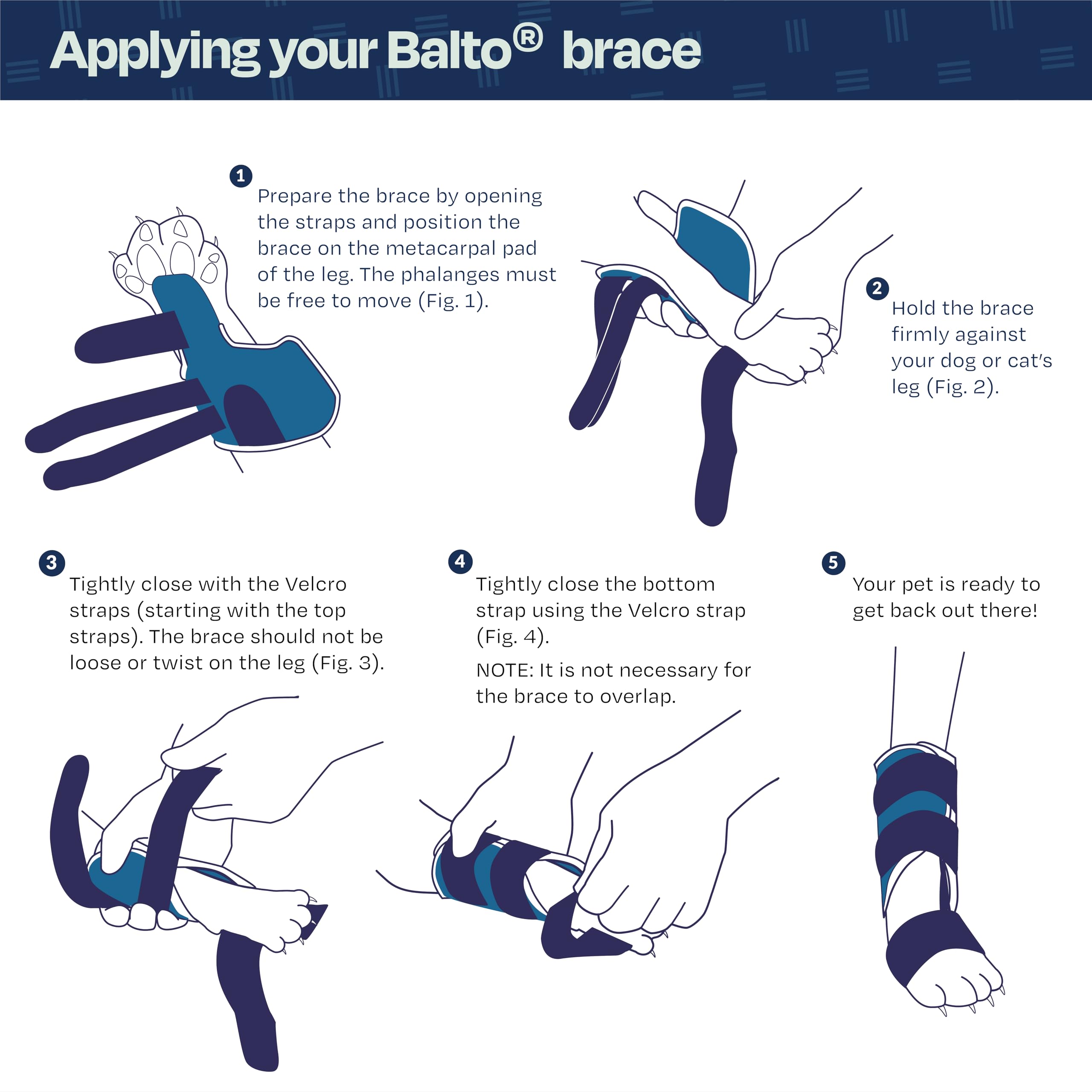 Balto attelle féline avec sangles réglables pour maintien confortable.