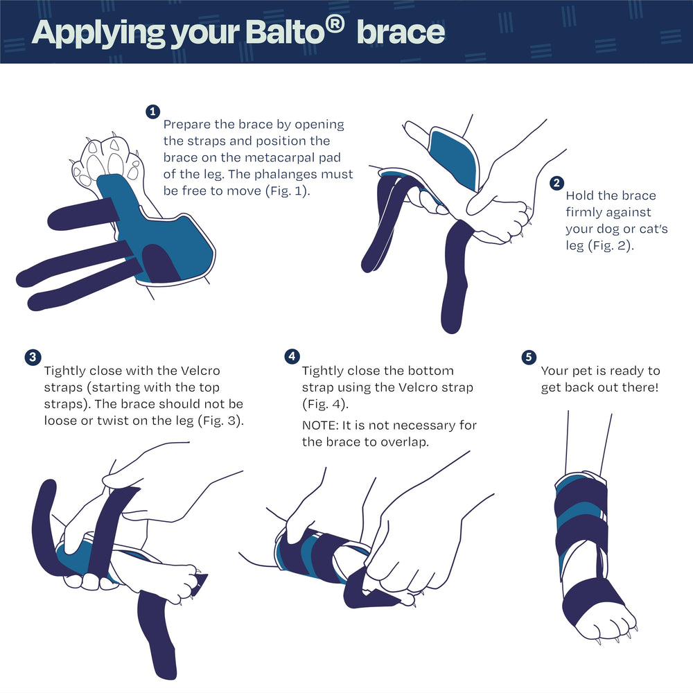 Balto attelle féline avec sangles réglables pour maintien confortable.