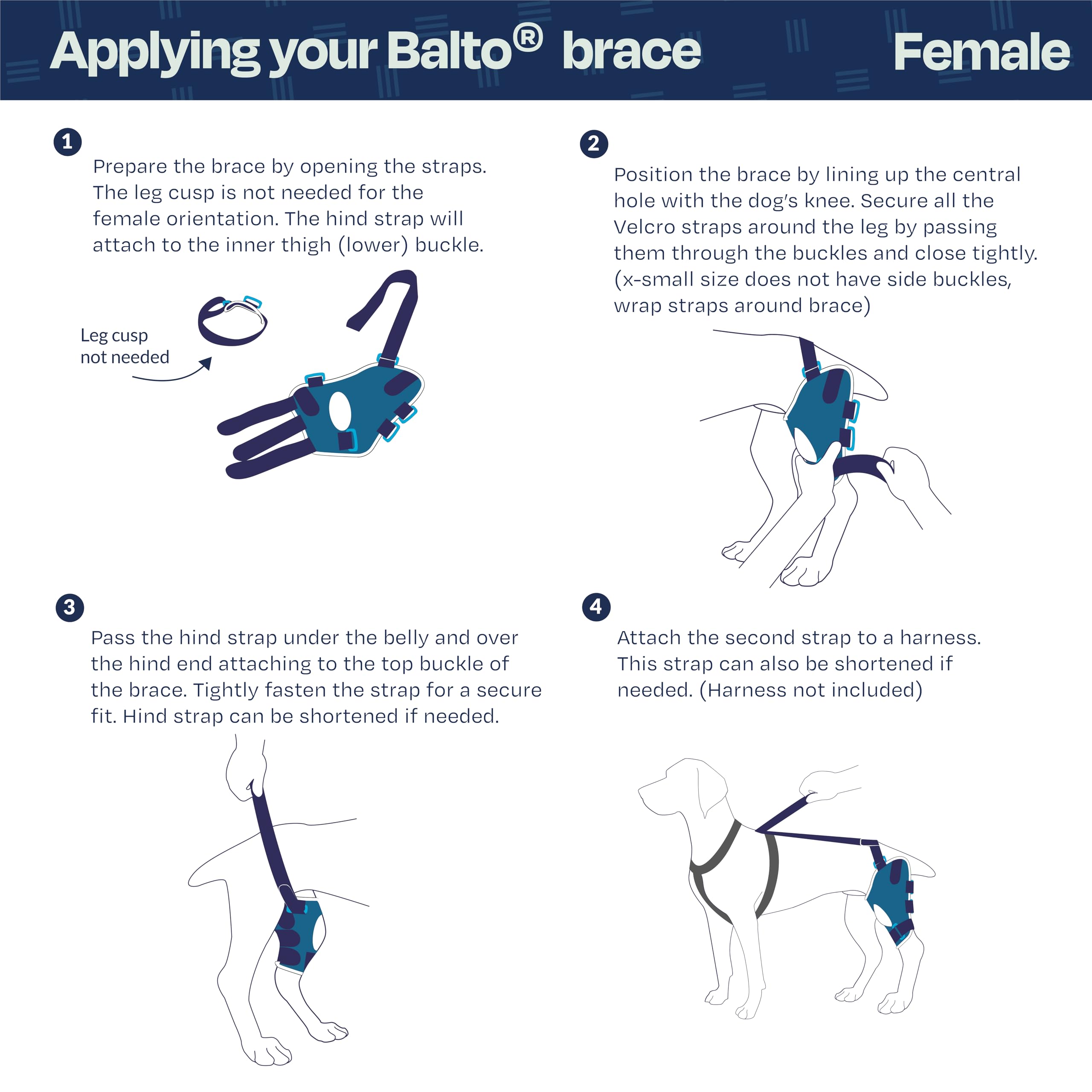 Balto Jump utilisé avant ou après chirurgie pour un soutien progressif.