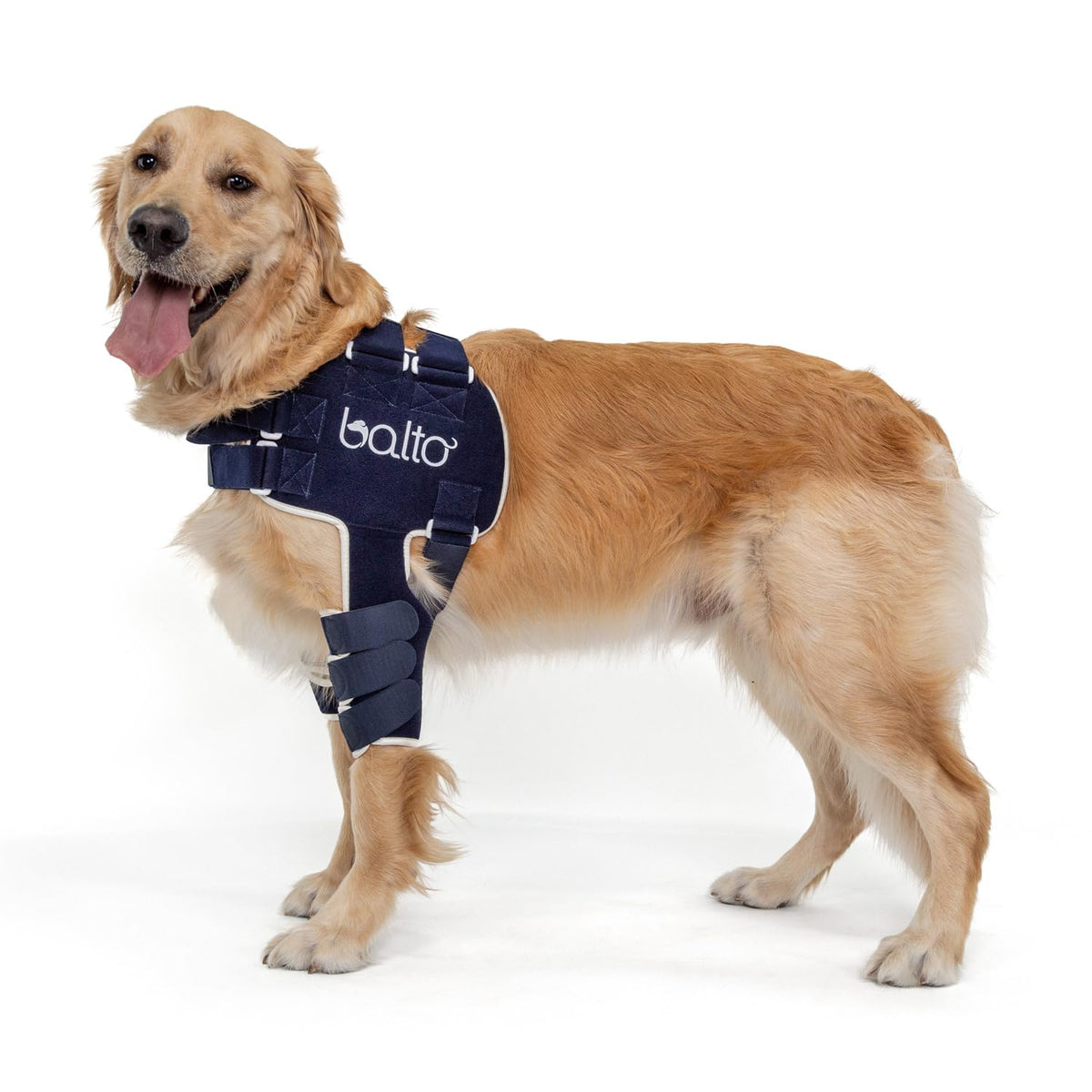 Balto Lux attelle épaule chien en place, soutien pour mobilité retrouvée.