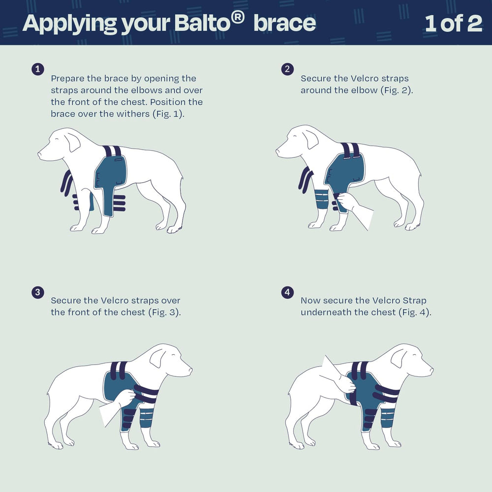 Balto Lux système de sangles et attache de contention pour un maintien sûr et ajustable.