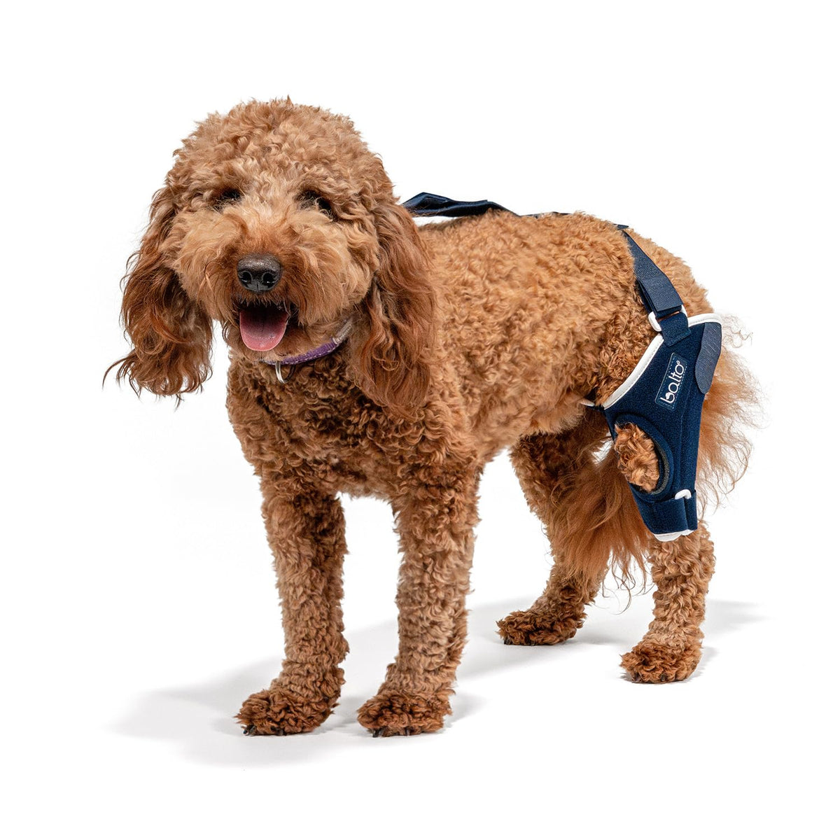 Balto Jump: soutien du genou pour chien ACL, stabilité et confort.