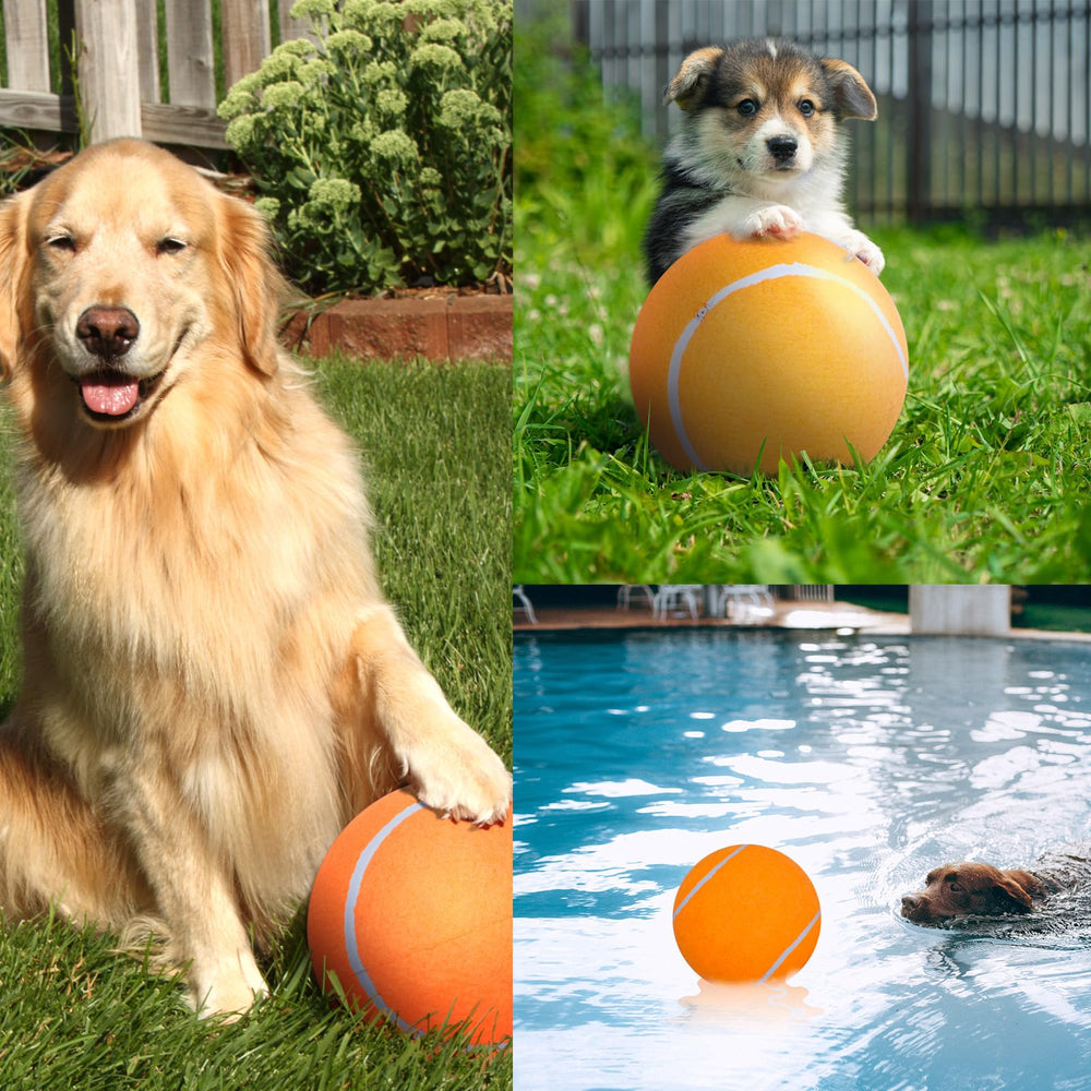 Cadeau parfait pour chien: balle tennis Banfeng favorise l'interaction