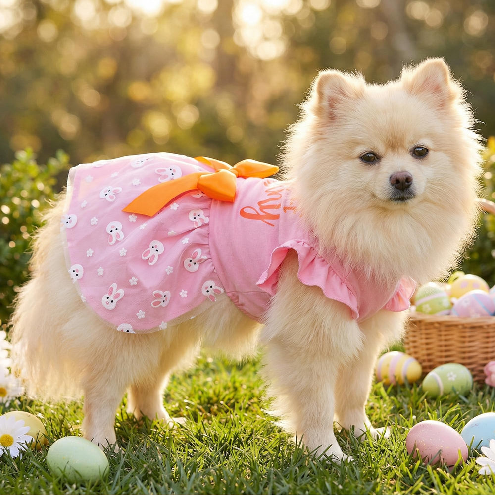 BAOBICUTE noeud orange chien robe: touche chic pour les fêtes.