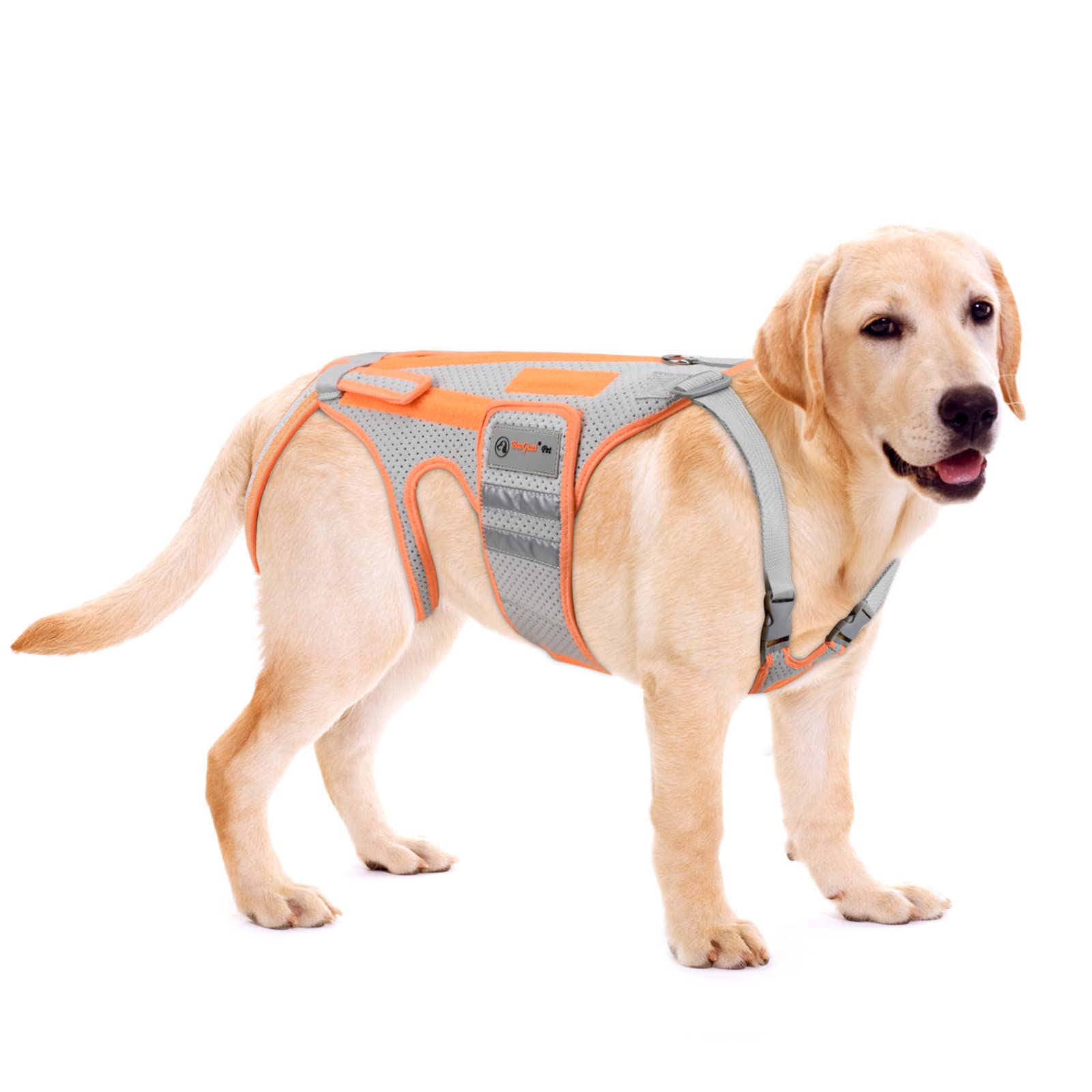 BaoGuai dos-soutien-harnais pour chien pendant les promenades.