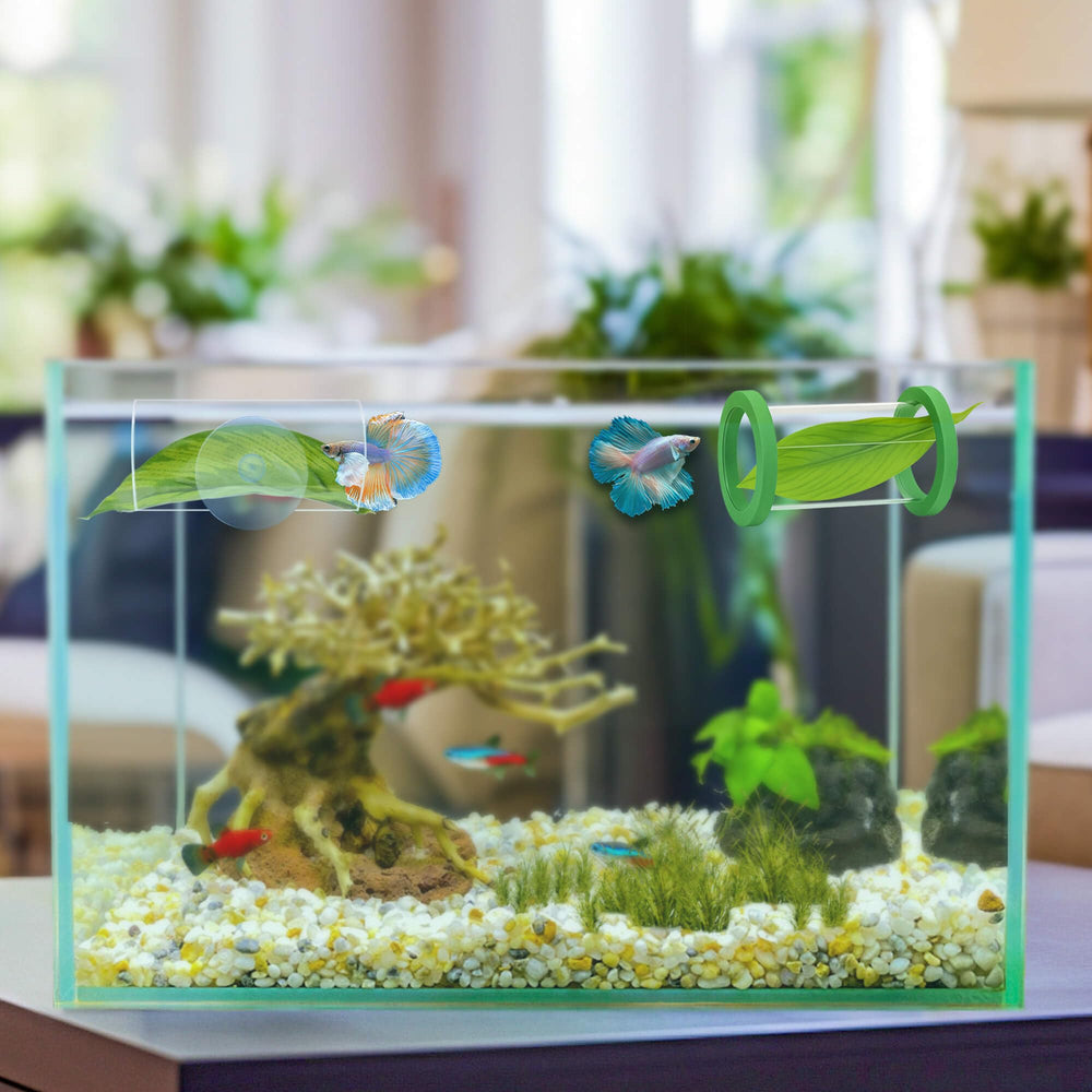 BaoZqua Betta taille compacte: convient aux petits aquariums.