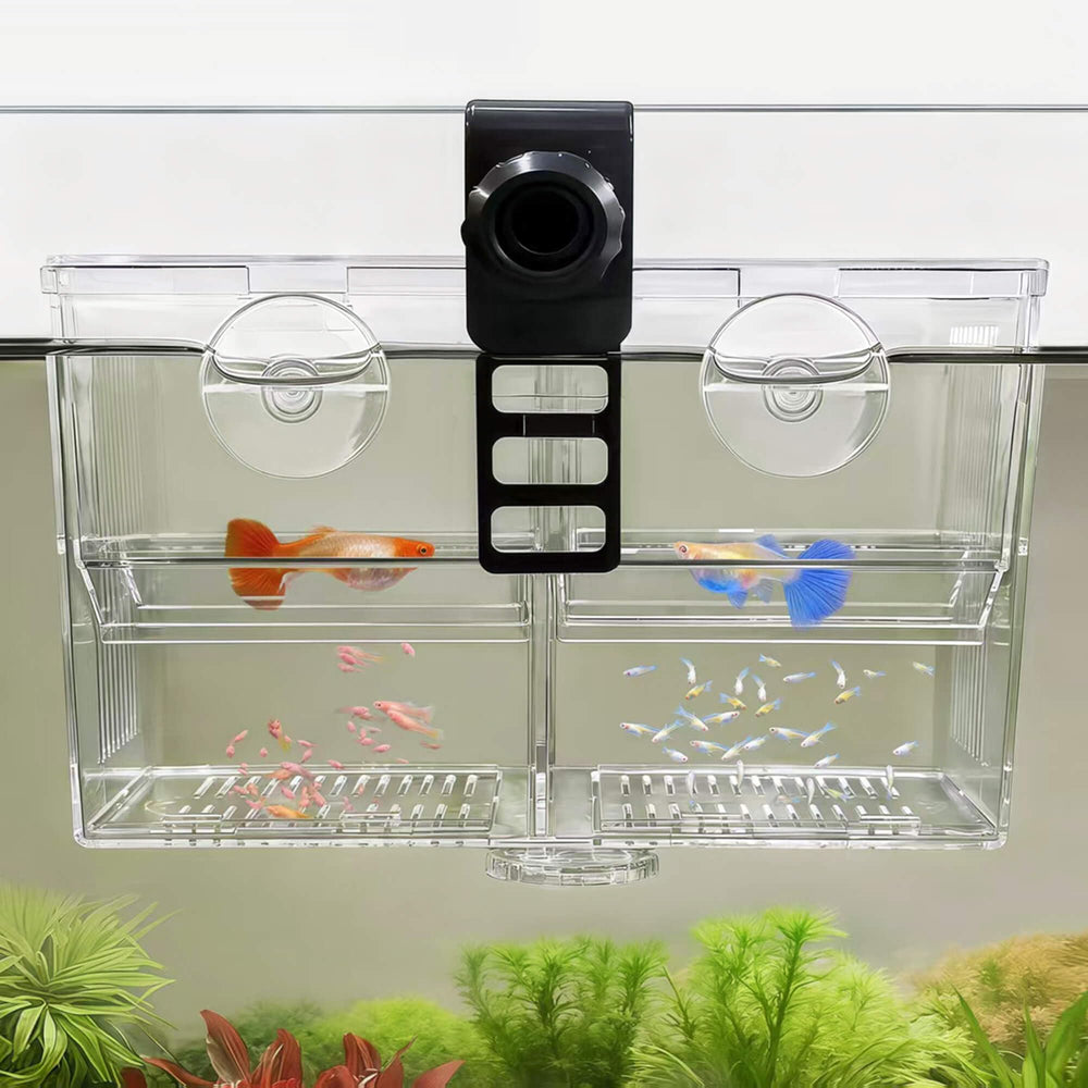 BaoZqua boîte d'élevage à double chambre transparente pour observer les alevins sans déranger.