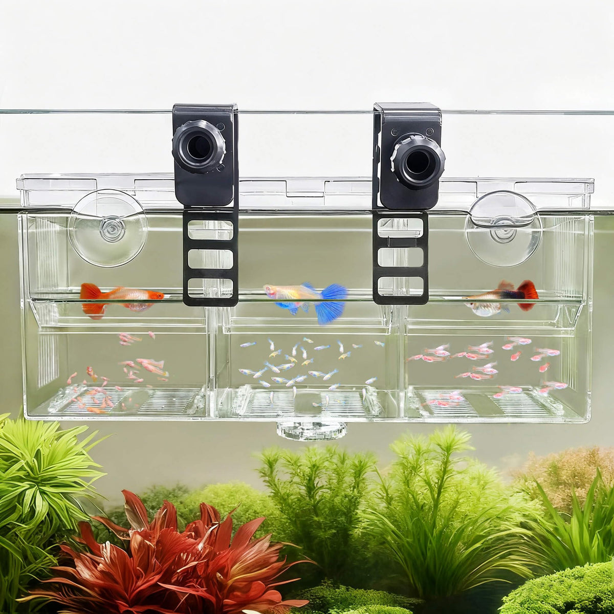 BaoZqua box elevage triple compartiments, visibilité claire pour observer les alevins.