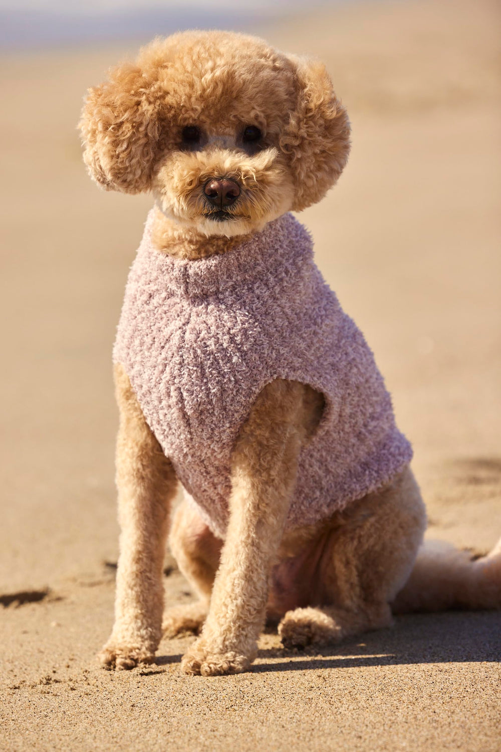 Ouverture d'attache en haut sur pull Barefoot Dreams pour chien.