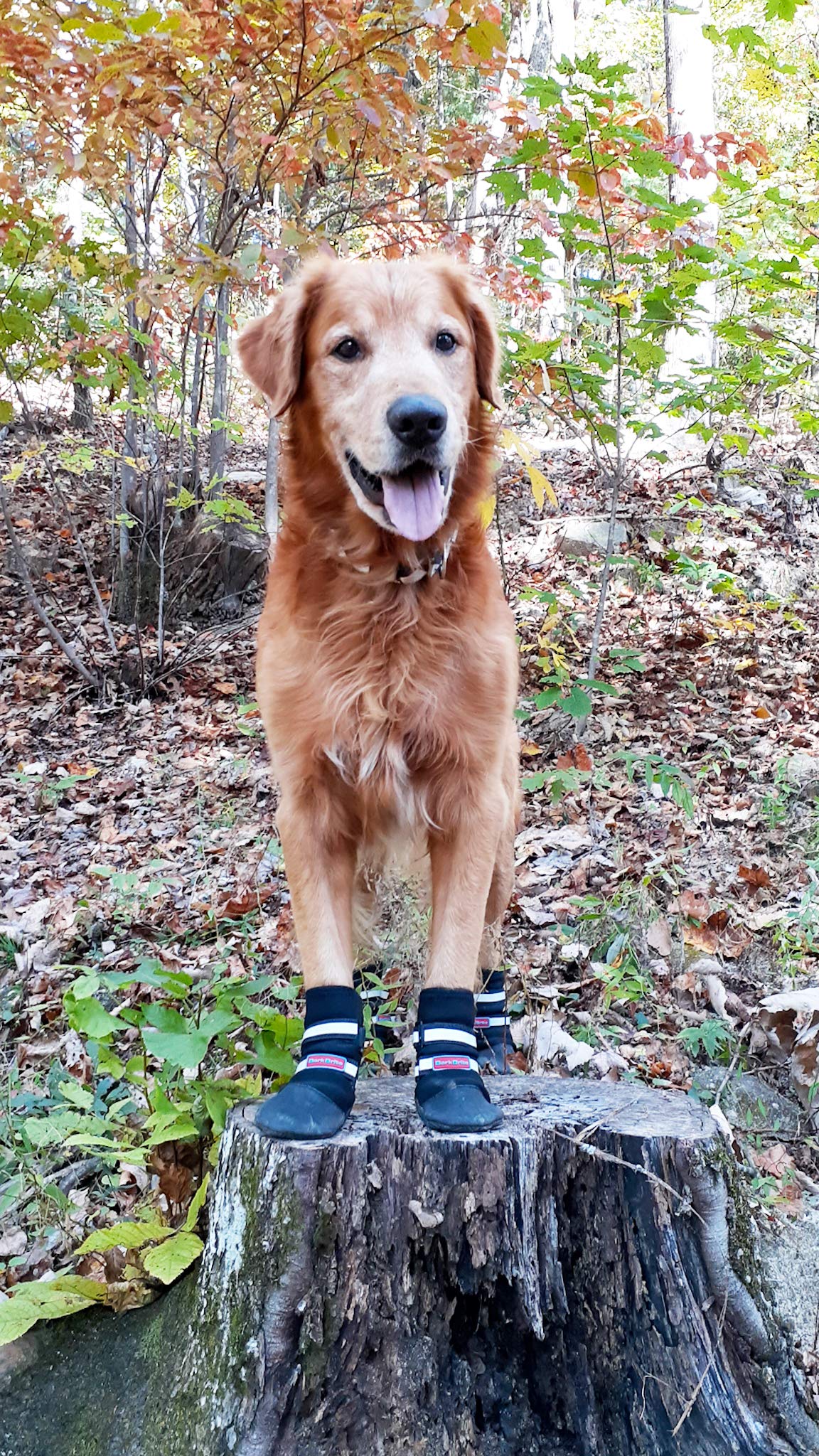 Bark Brite – ensemble de bottes néoprène pour patte, protection polyvalente.