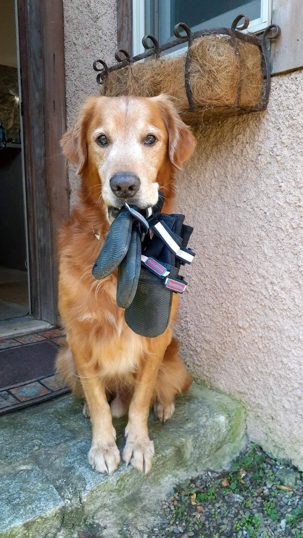 Ensemble Bark Brite quatre bottines, protection complète des pattes de votre chien.