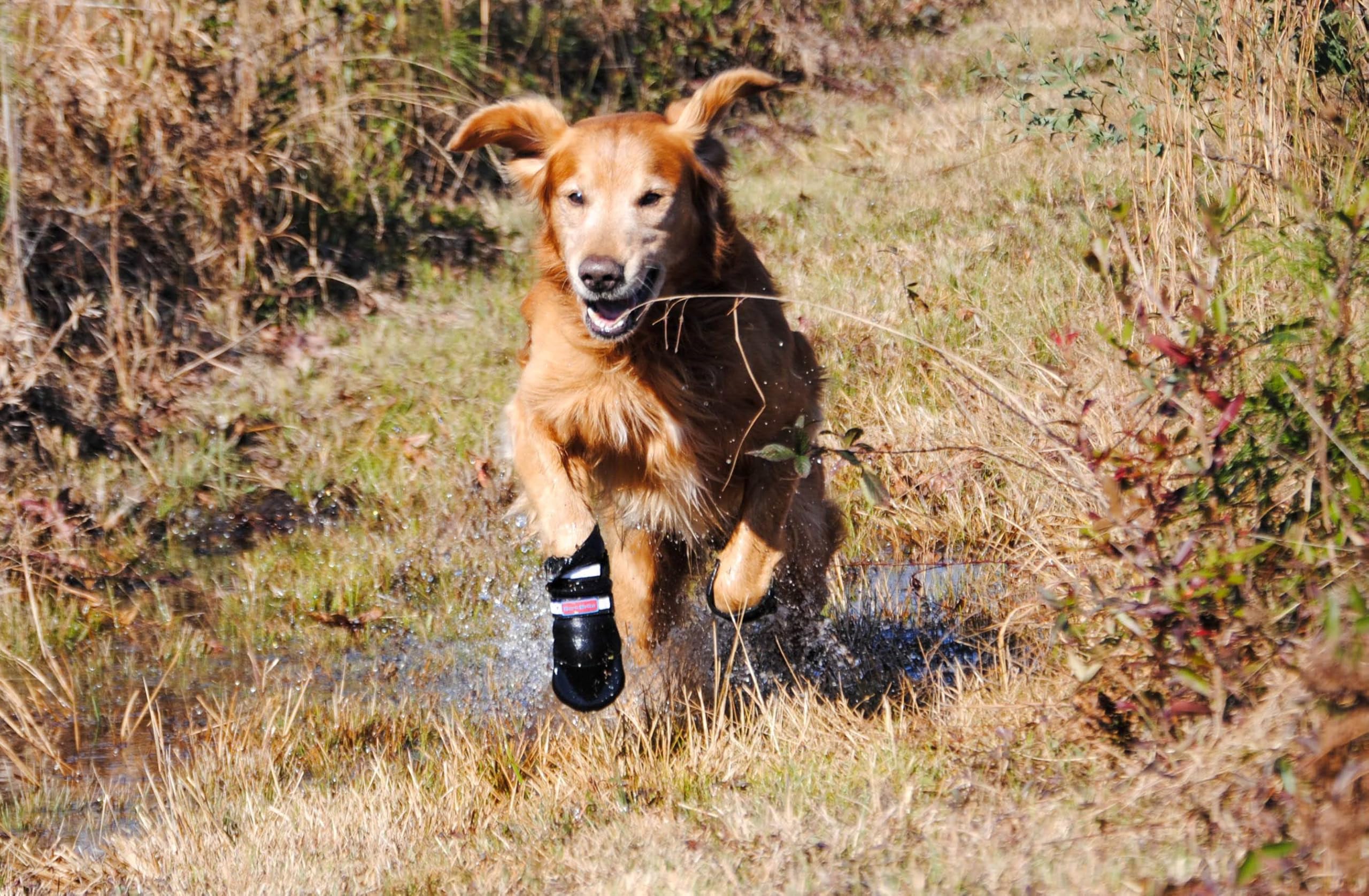 Bark Brite – guide des tailles pour un ajustement précis.