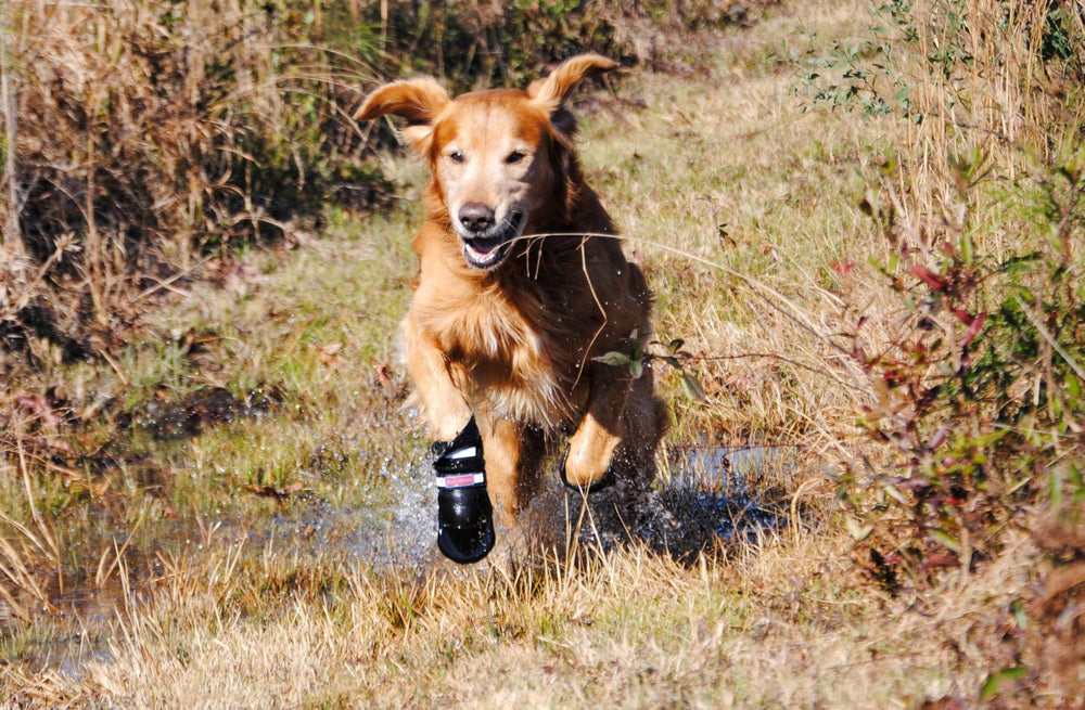 Bark Brite – guide des tailles pour un ajustement précis.