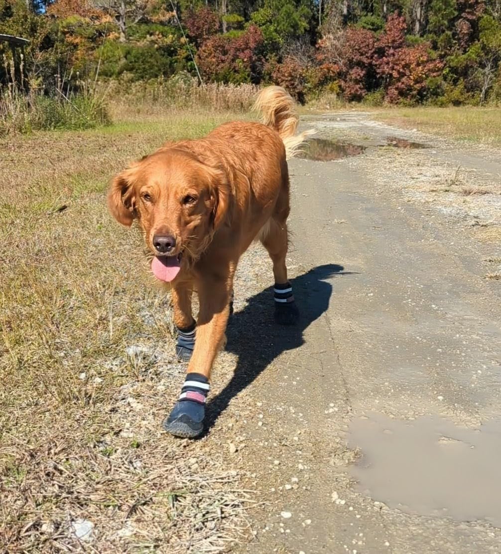 Ensemble quatre chaussures Bark Brite: kit pratique pour toutes les pattes.