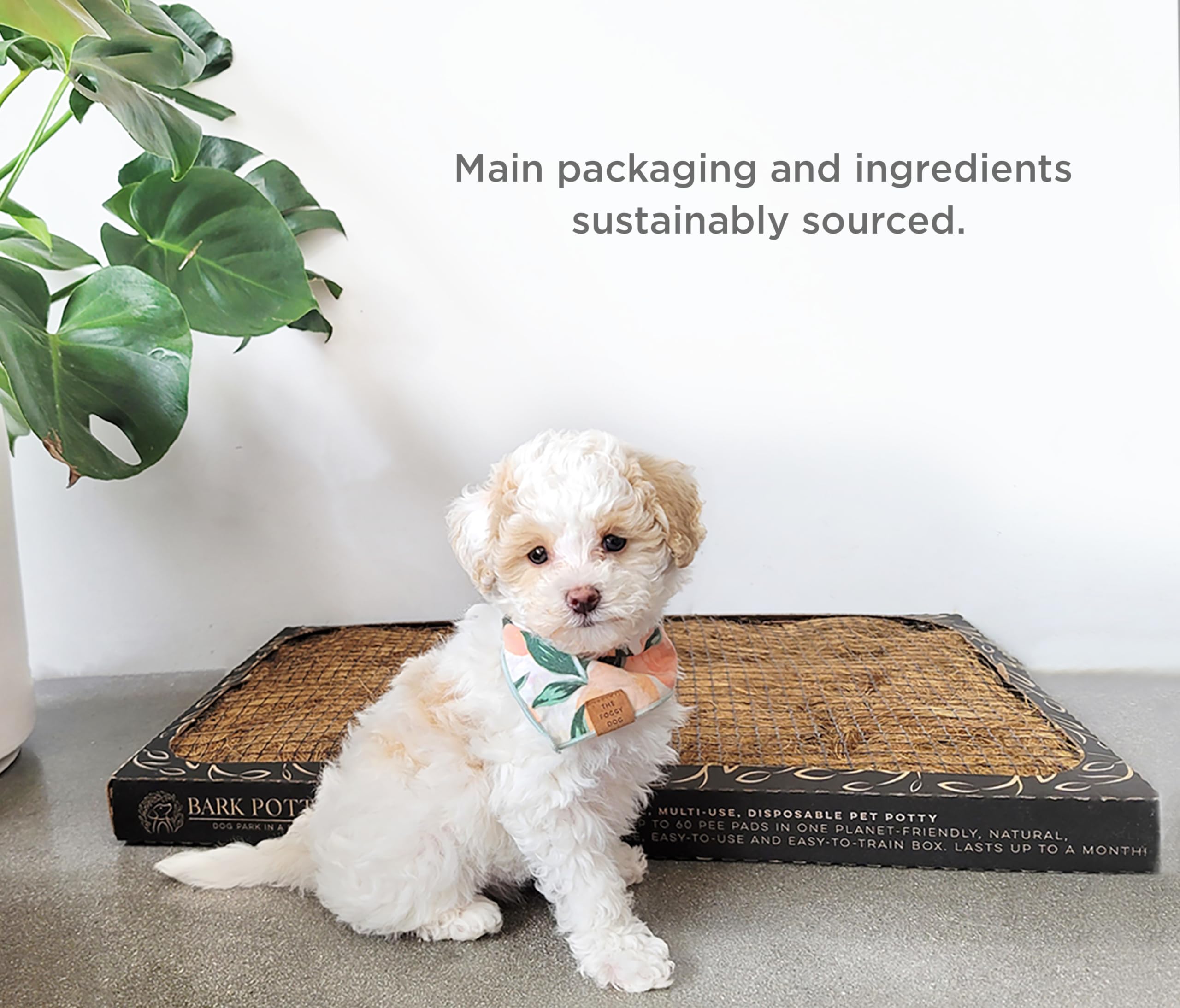 Bark Potty tapis-pipi longue durée, pratique et économique.