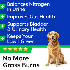 BARK&SPARK chien-mange-friandises-herbe-verte : expérience agréable après promenade.