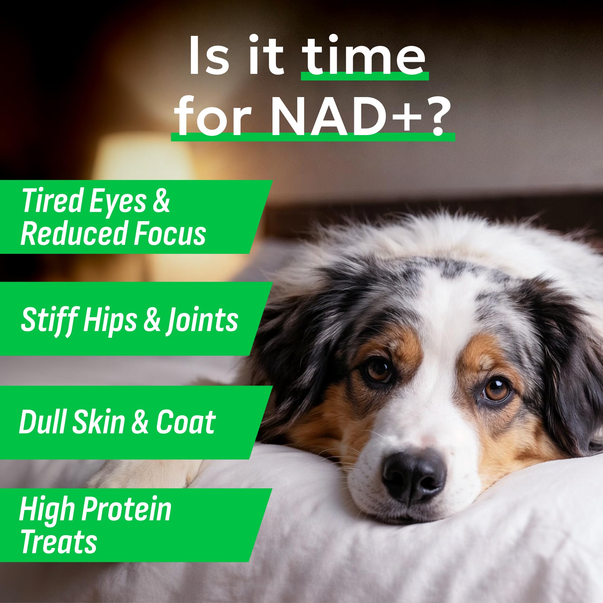 BARK&SPARK NAD+ – formule avancée pour soutien cellulaire et bien-être