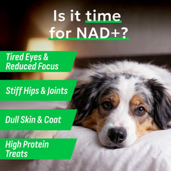BARK&SPARK NAD+ – formule avancée pour soutien cellulaire et bien-être