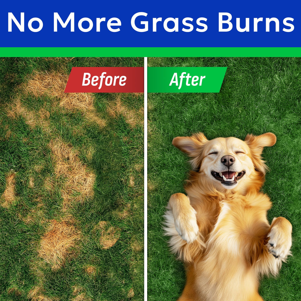 BARK&SPARK Chews sur gazon montrant la réduction possible des taches d’urine