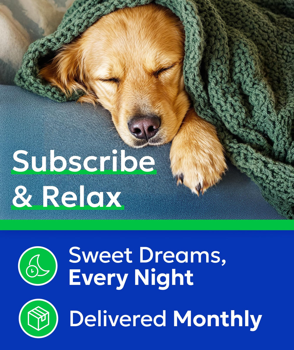Routine quotidienne Bark& Spark pour chien plus détendu.