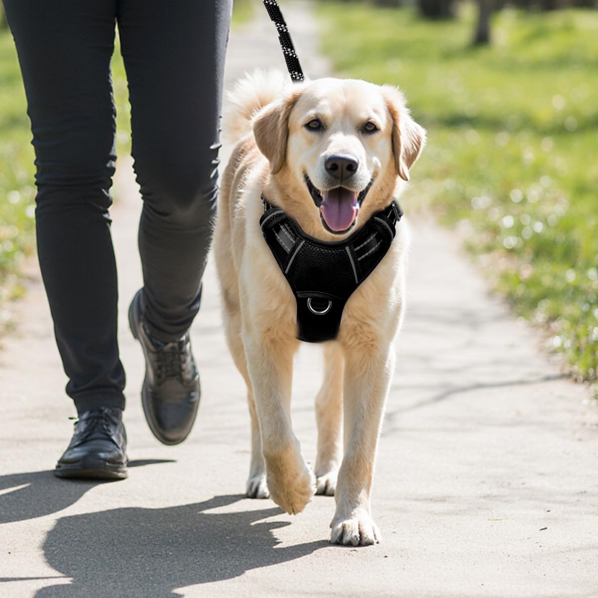 Harnais BarkBay confortable et durable pour chiens de grande taille et longues sessions.