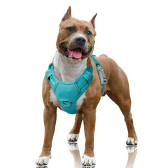 Harnais BarkBay pas-tir-avant pour chien, confort et contrôle pendant les promenades.