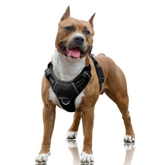 Harnais BarkBay sans tir avec clip avant pour promenades calmes et contrôlées.