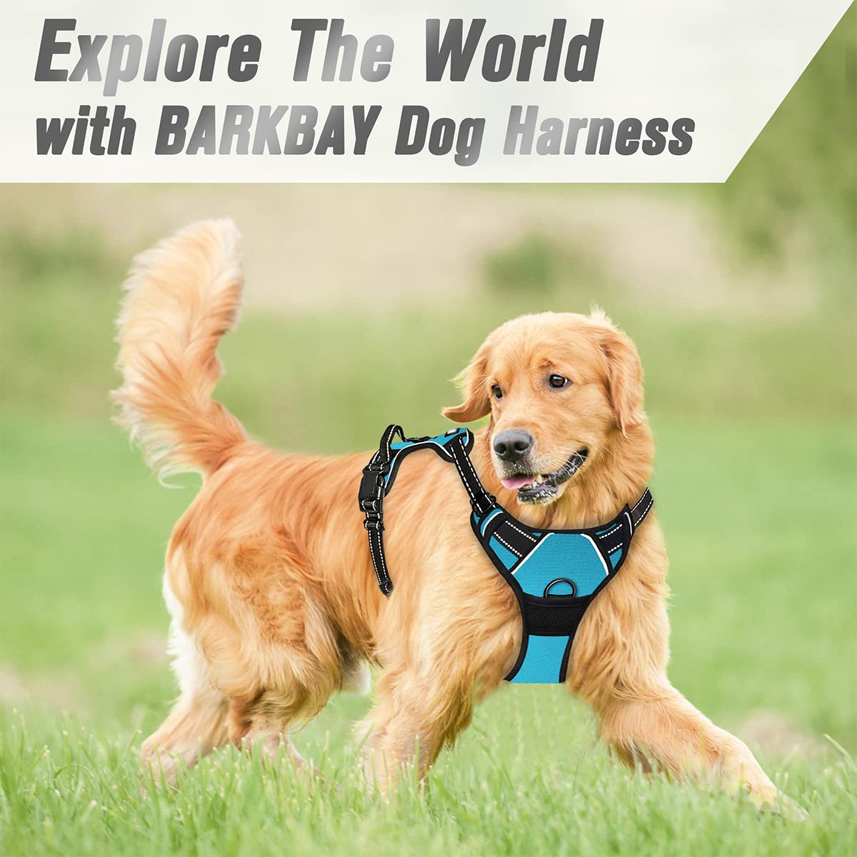 Harnais BarkBay usage extérieur bleu, idéal pour chiens actifs.
