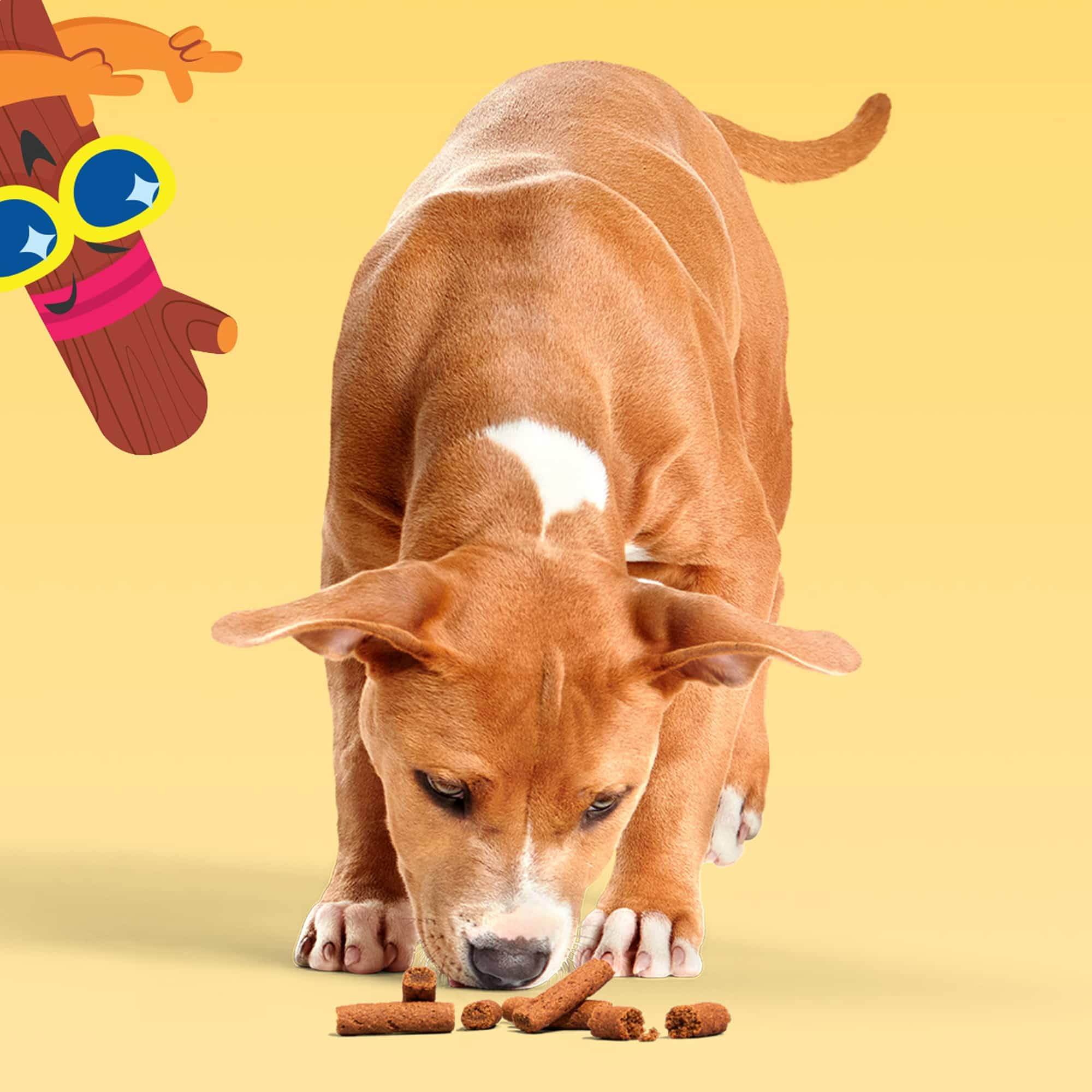 Sensation aromatique Barkbox qui ravit les papilles des chiens.