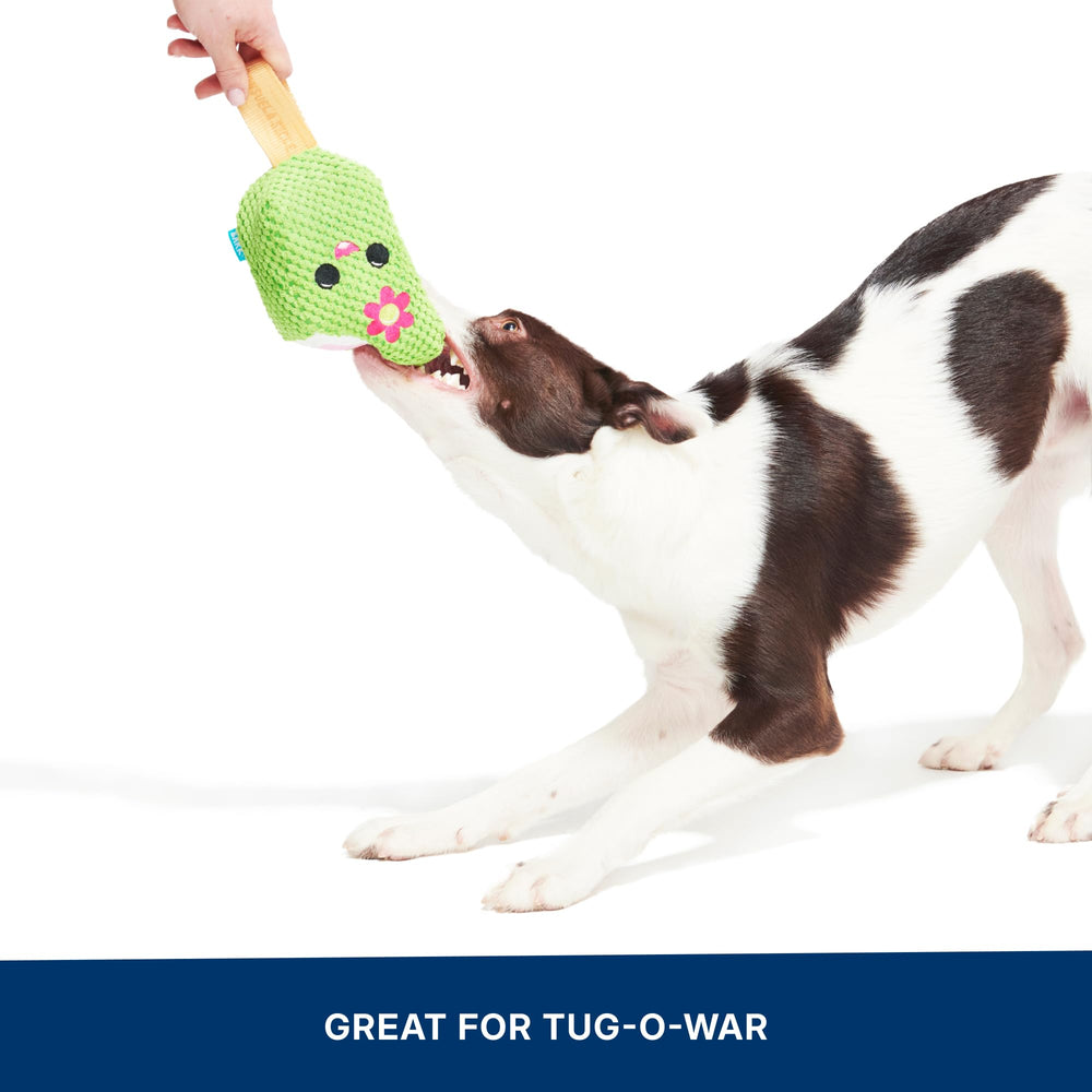 Sifflet puissant qui retient l’attention avec Consuela Cactus Pop BarkBox.